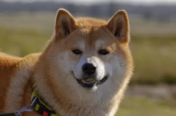 Optimal Health for Aging Shiba Inus: A Guide to Senior Supplements
