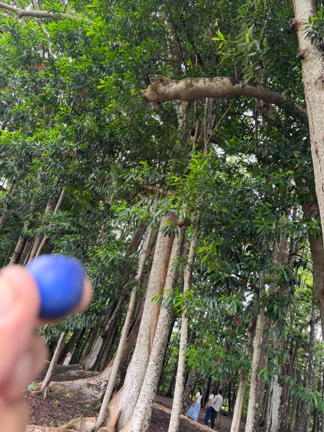 The Sacred Rudraksha Forest: Kauai's Quietest Place