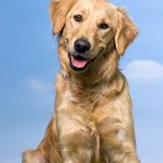 cachorro