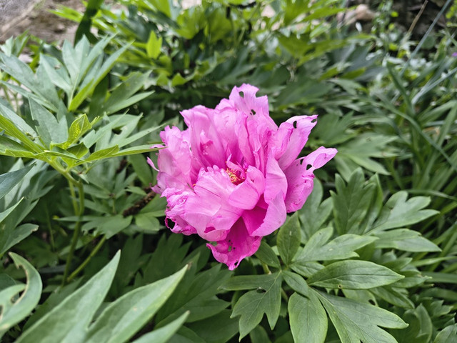 Peony First Arrival.jpg