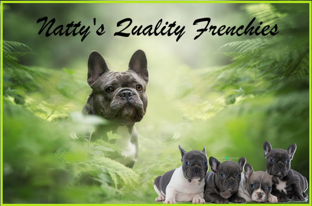 Nattys-Frenchies
