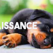 renaissance-23