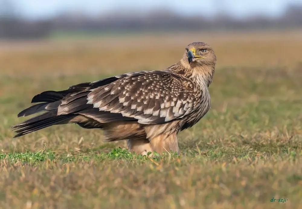 Acvila de câmp, specie considerată dispărută în România, a revenit după 50 de ani