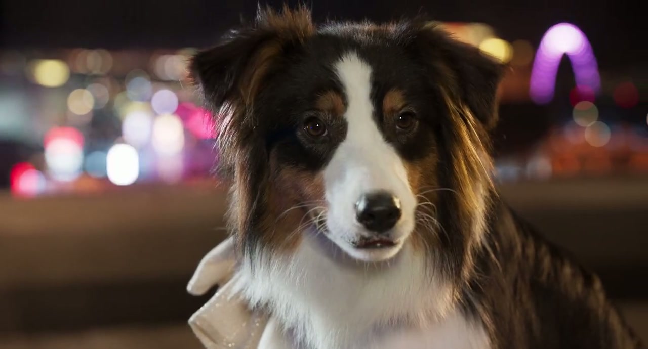 Show Dogs Screenshot