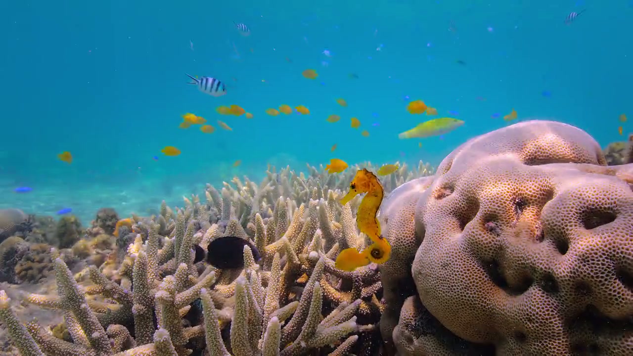 Puff: Wonders of the Reef Screenshot