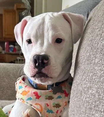Finding a Forever Home for Mozzarella