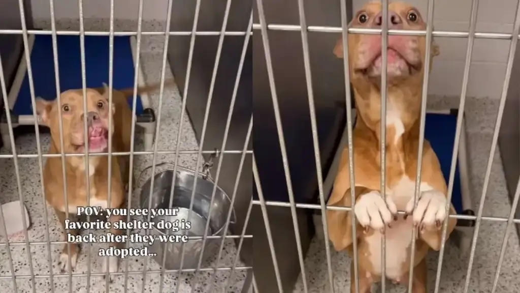 Shelter Dog's Second Chance