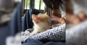 Unexpected Feline Friend Joins Couple's Holiday