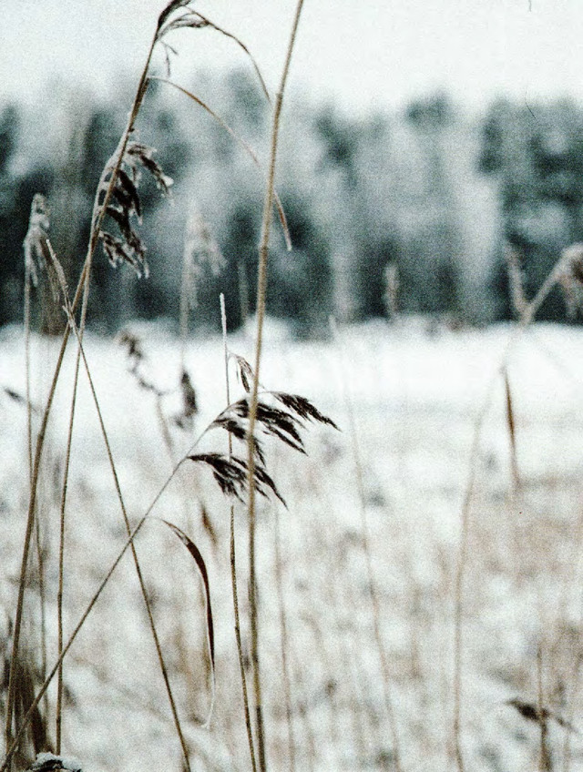 Laine-52-Weeks-of-Shawls-2022-272