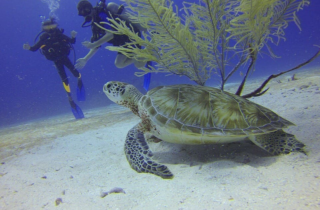 Scuba Diver