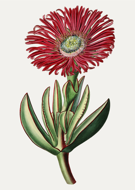 vector red marigold.jpg