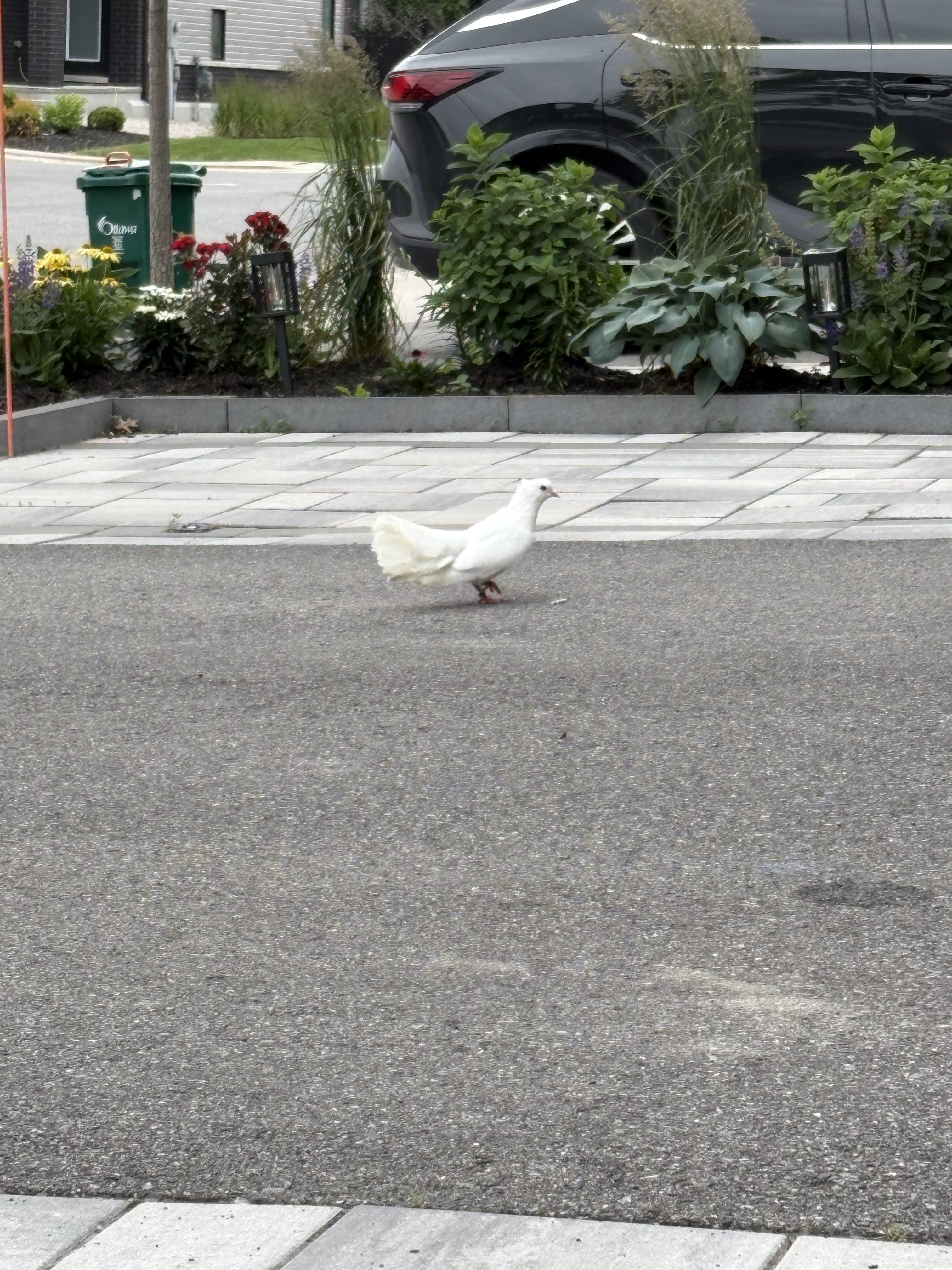 最近認識された鳥の写真