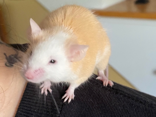 ginger2