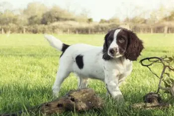 Essential Items for Your English Springer Spaniel Puppy