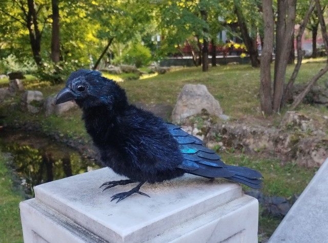 ворон13 8.jpg
