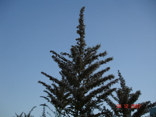 2007-12-30-19.jpg