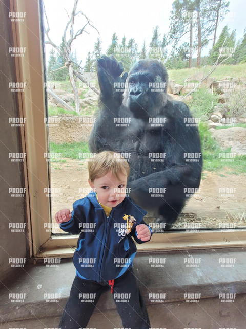 gorilla.jpg