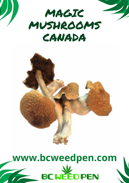 Main-Order-Weed-Canada-BCWEEDPEN-24.png