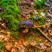 20231011-Alpine-Pixels-70