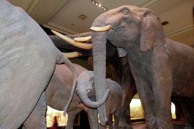 African Elephant.jpg