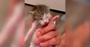 Life-Changing Encounter with Tiny Kitten