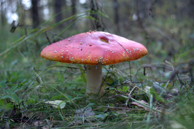 DSC7411-result.jpg