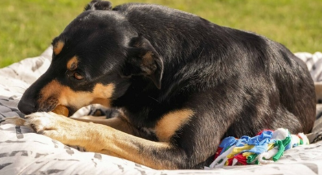 Mixed Breed
