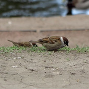 IMG_5415