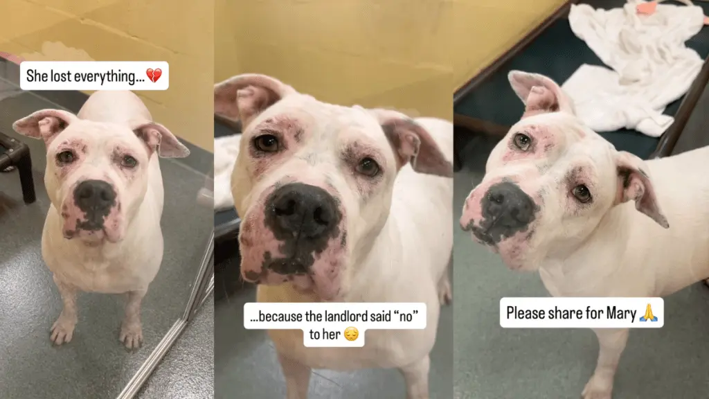 Shelter Dog's Heartbreaking Wait for a Forever Home