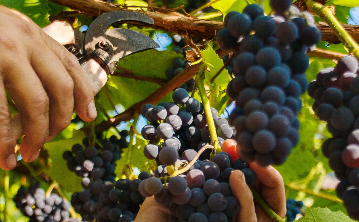 Minho (Vinho Verde)