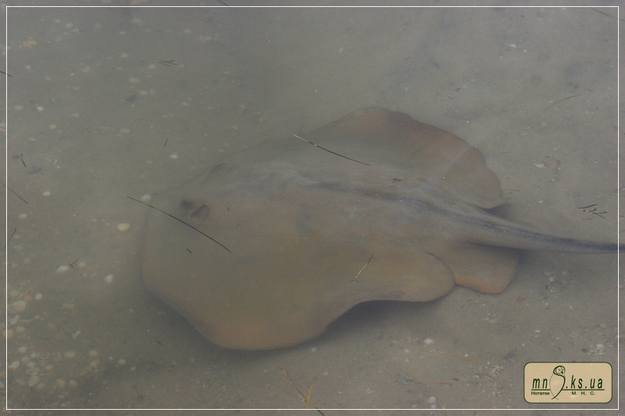 Морський кіт (Dasyatis pastinaca) в Чорноморському біосферному заповіднику Морський кіт (Dasyatis pastinaca) в Чорноморському біосферному заповіднику