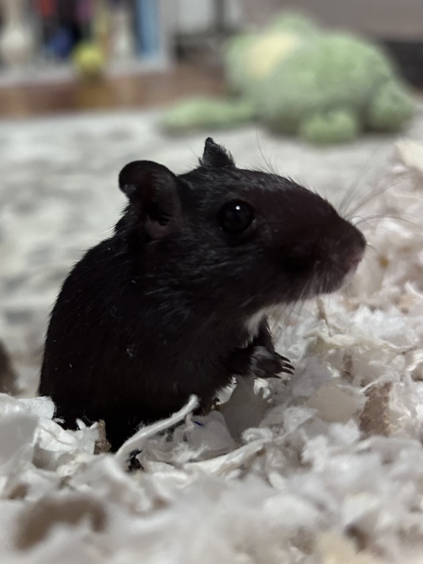 basil