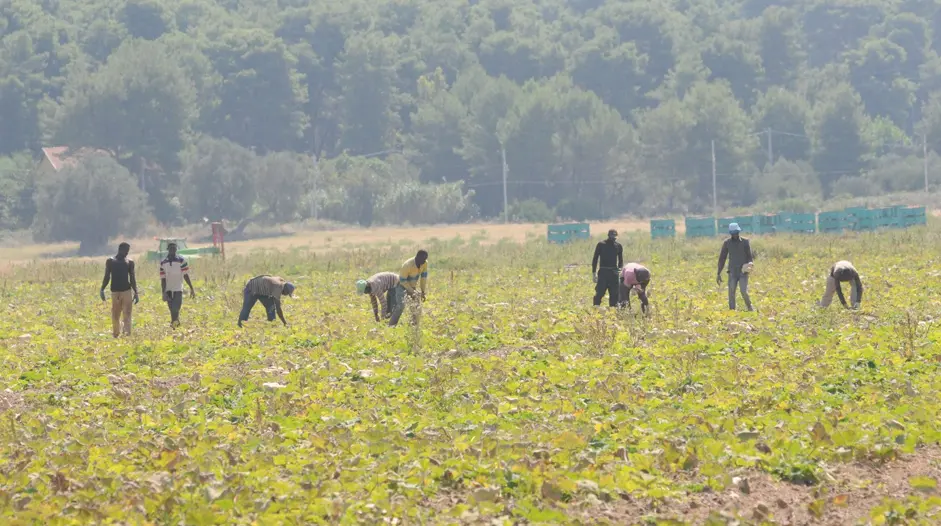 Patru români, acuzați de exploatarea muncitorilor agricoli în Sicilia