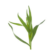 shutterstock 1457133644