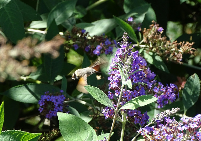 DSC08294.jpg