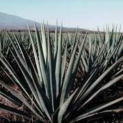 Agave Spirits