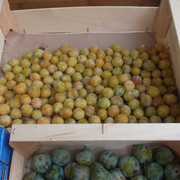 batch IMG 6684