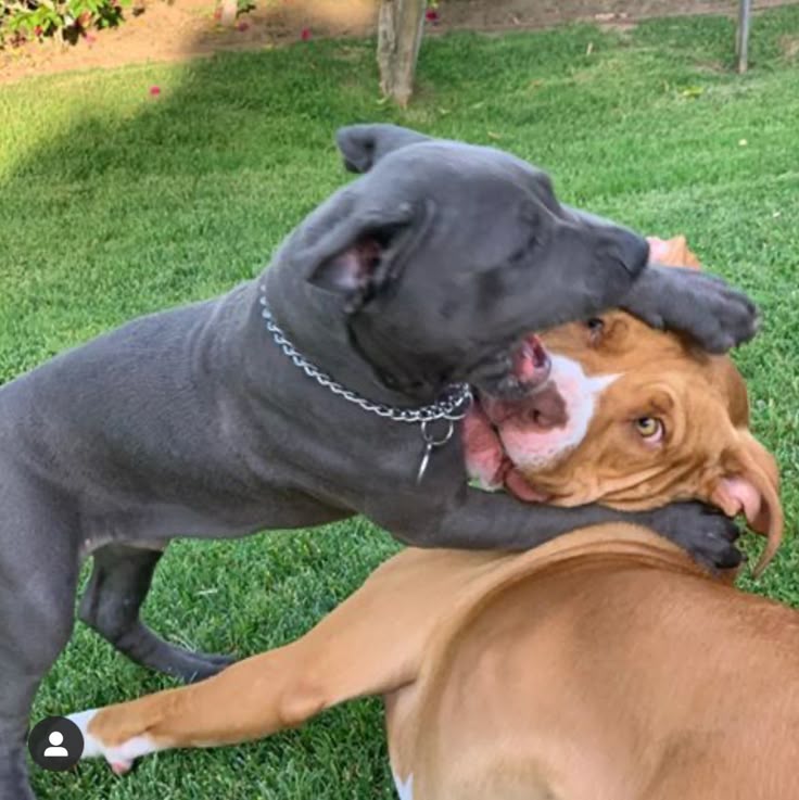 Shark and Peaches playing