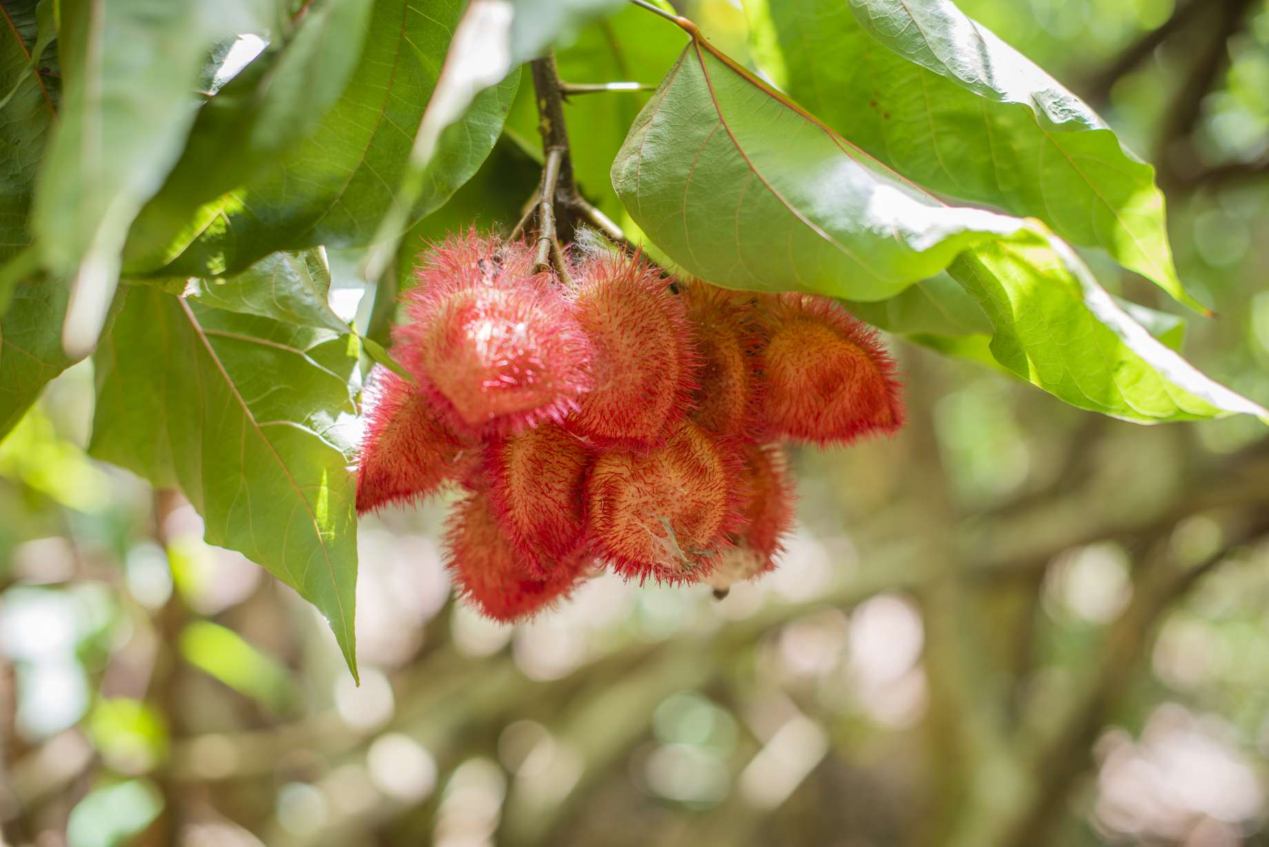 Spice Farm