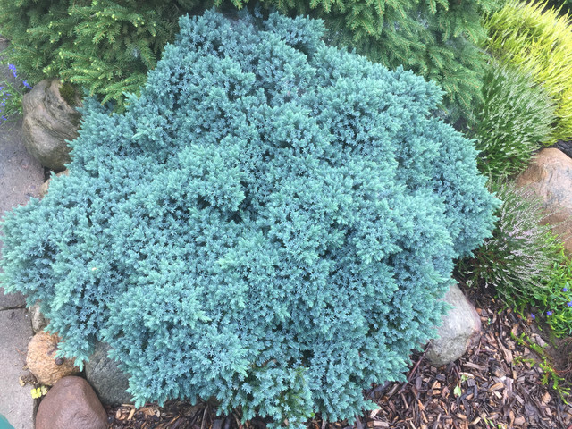 Можжевельник Blue Star