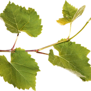 Leaves03