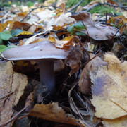 DSC00295