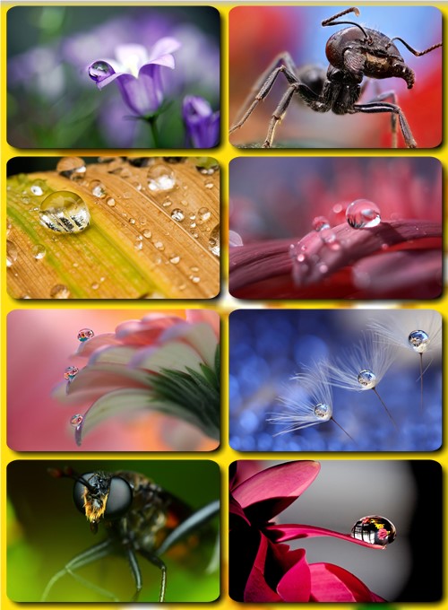 Wallpapers_Macro part 4
