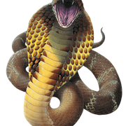cobra