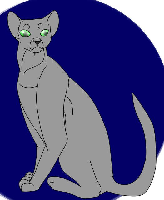 abyssinian-base