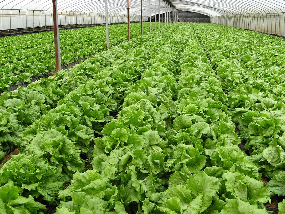 Thuringen Farm, Otavi — Hamilton African Group agricultural operations