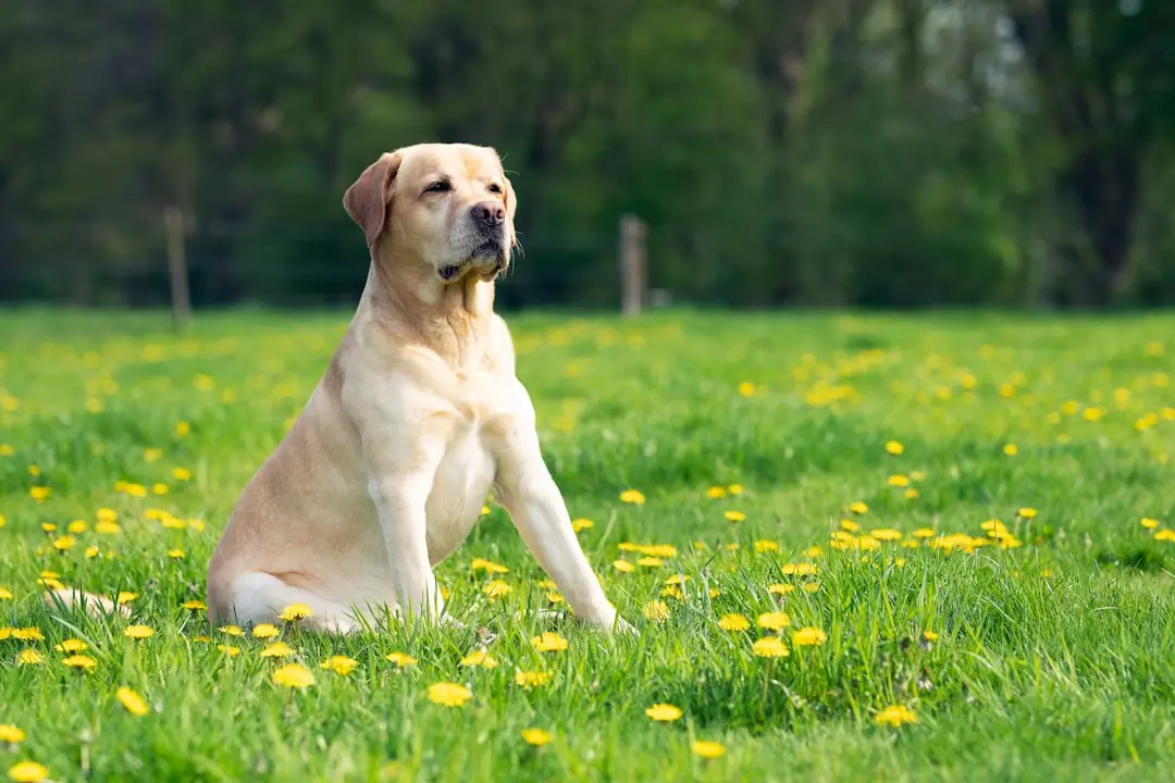 Canine Companion Becomes Foster Parent to Orphaned Ducklings