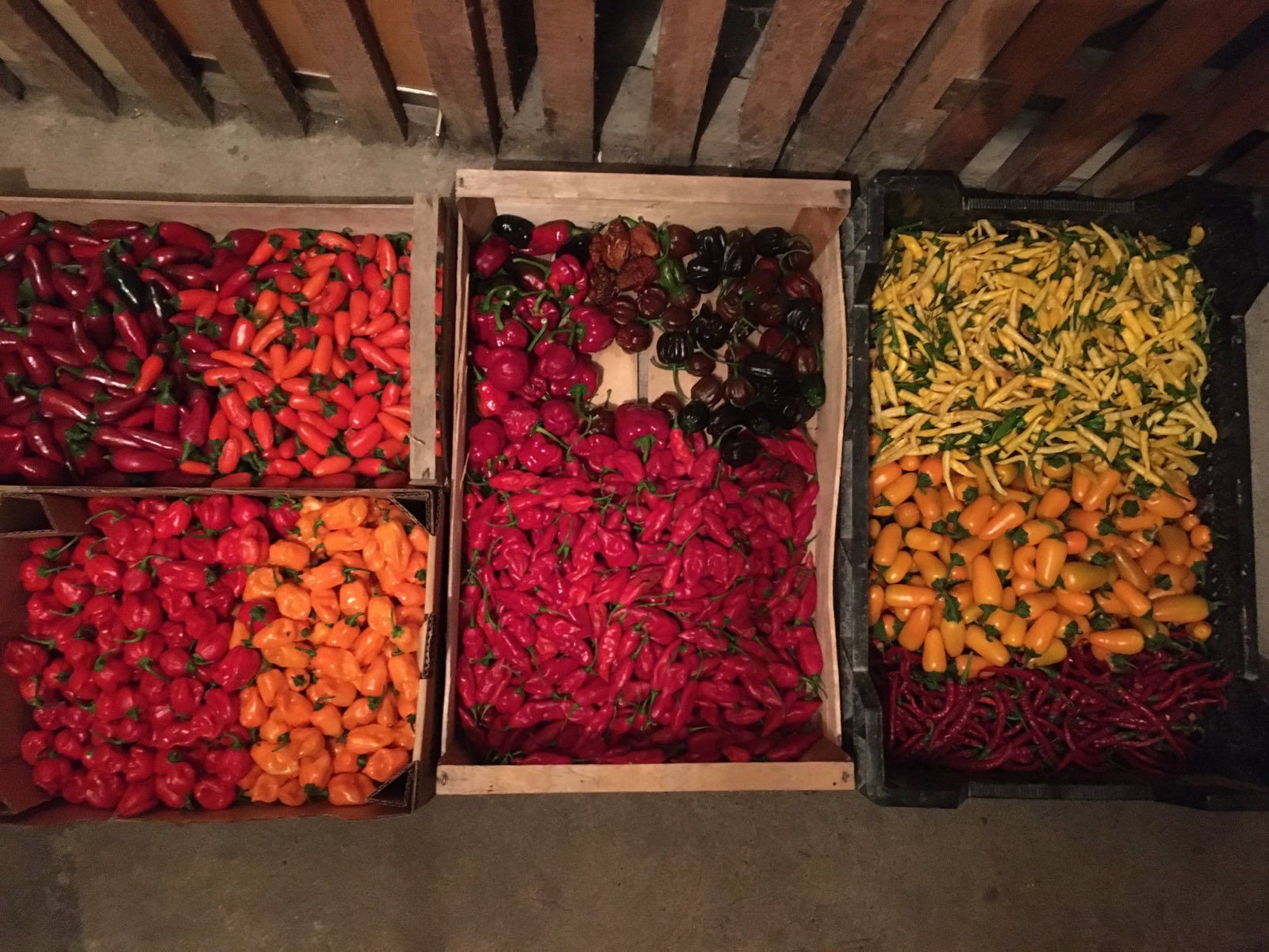 chilli2024.jpg"