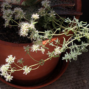 IMG-8705