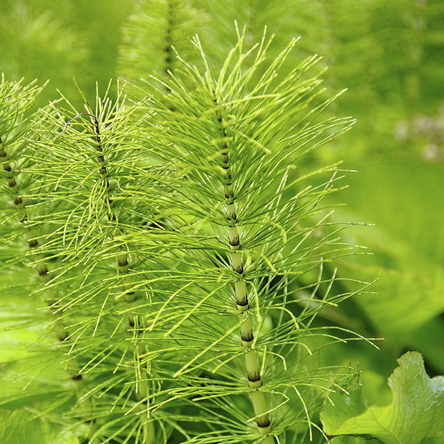 Cavalinha (Equisetum)